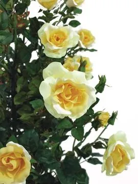 europalms rose shrub, light-yellow, 140cm - slika 3