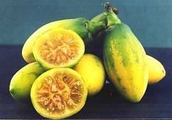 TAMARILLO CASANA svjetski RARITET 39.82e