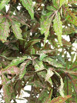europalms ash-leaved maple, green, 220cm - slika 3