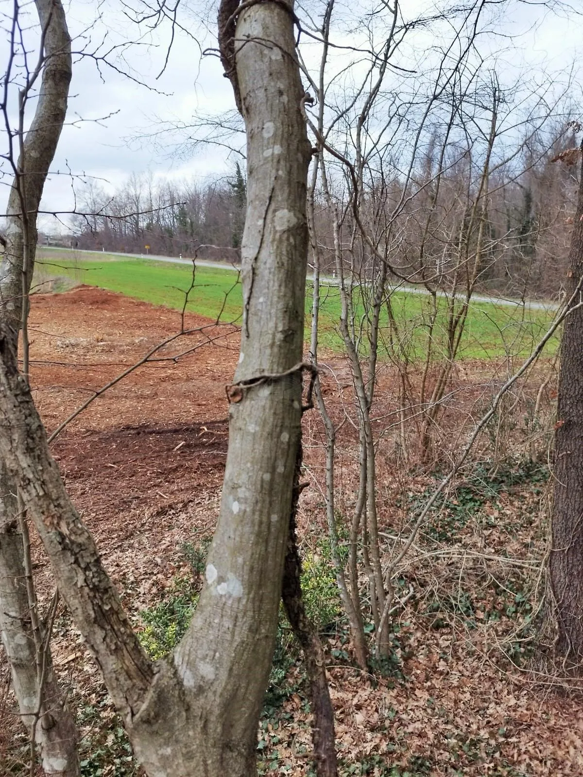 istra, barban, prodaja poljoprivrednog zemljišta 11700 m2 - slika 2