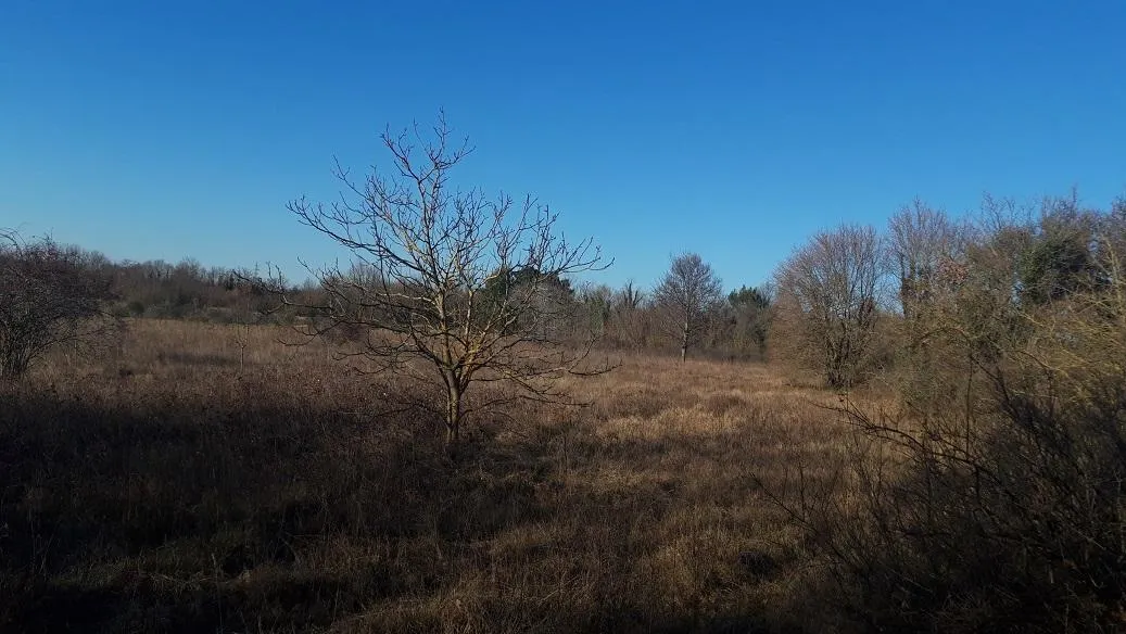 istra, raponji, poljoprivredno zemljište sa pogledom na more 15100 m2 - slika 2