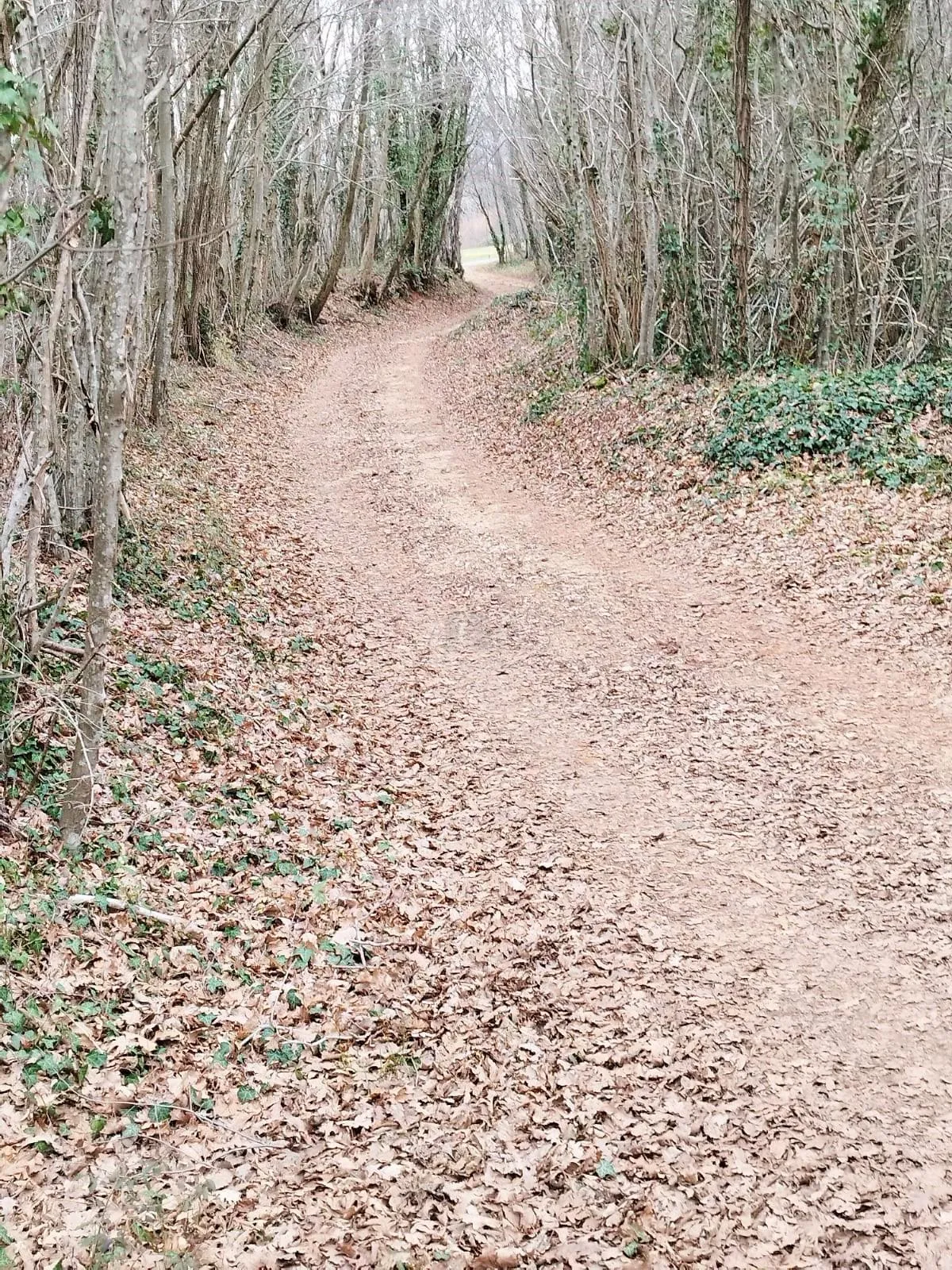 istra, barban, prodaja poljoprivrednog zemljišta 11700 m2 - slika 11