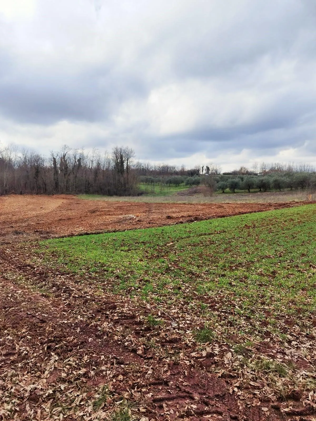 istra, barban, prodaja poljoprivrednog zemljišta 11700 m2 - slika 4