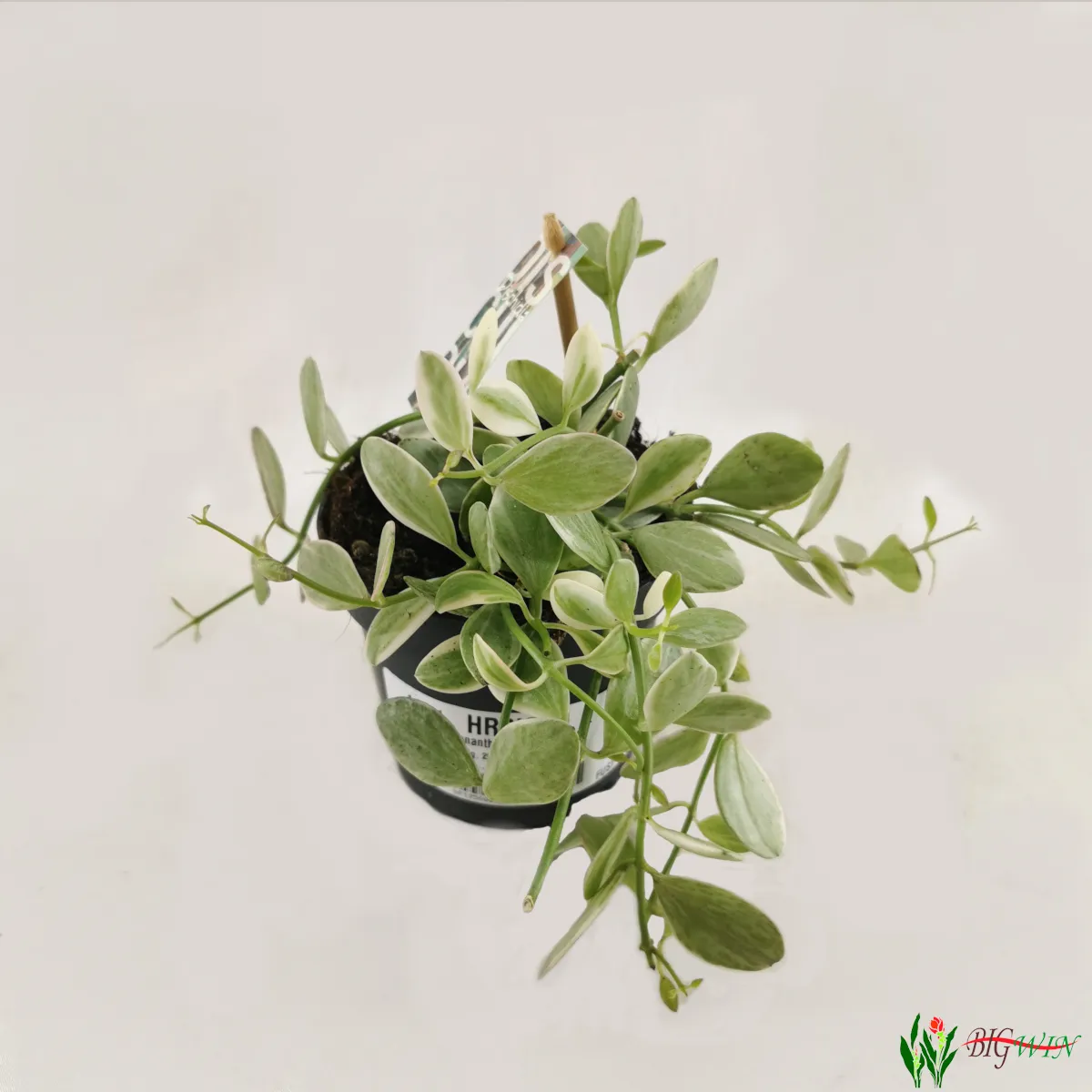 dischidia “white diamond” - slika 2