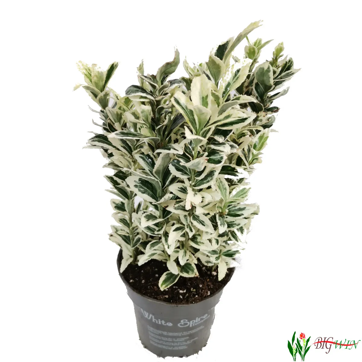 euonymus jap. “white spire” - slika 7
