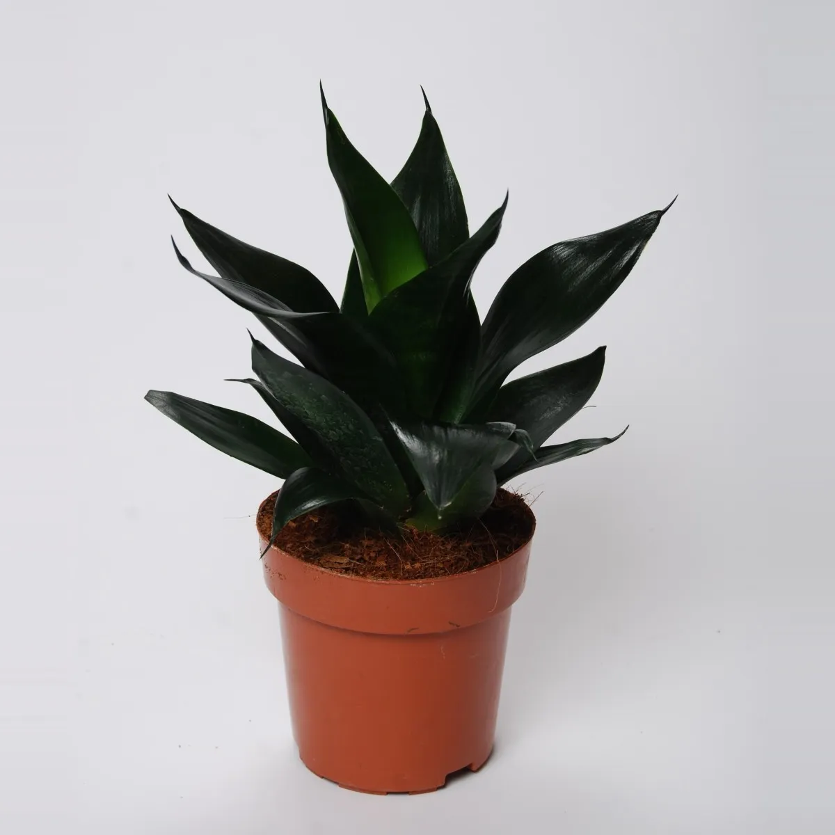 SANSEVIERIA TRIF “Hahnii Black” - Brestovac