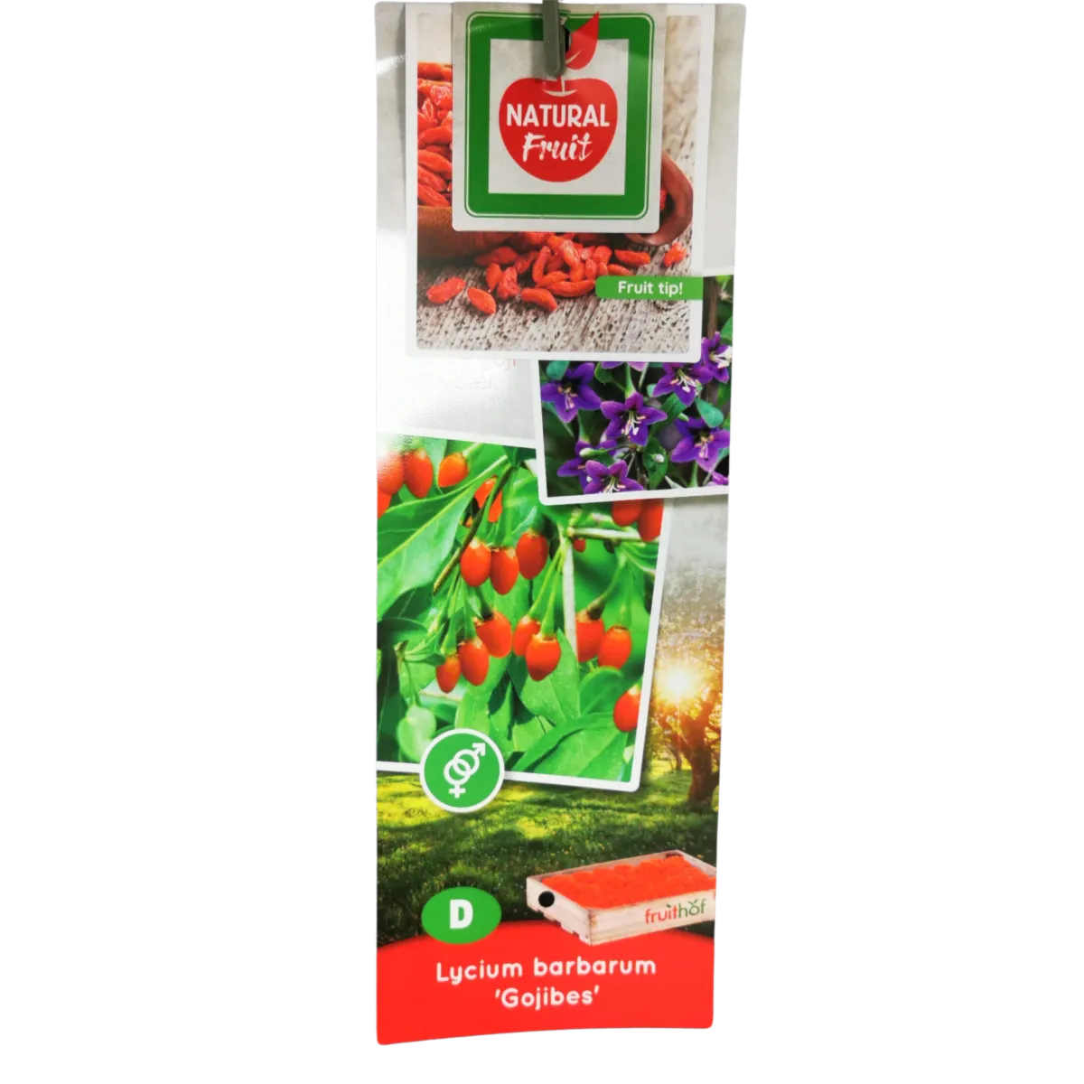 goji “lycium barbarum” - slika 3
