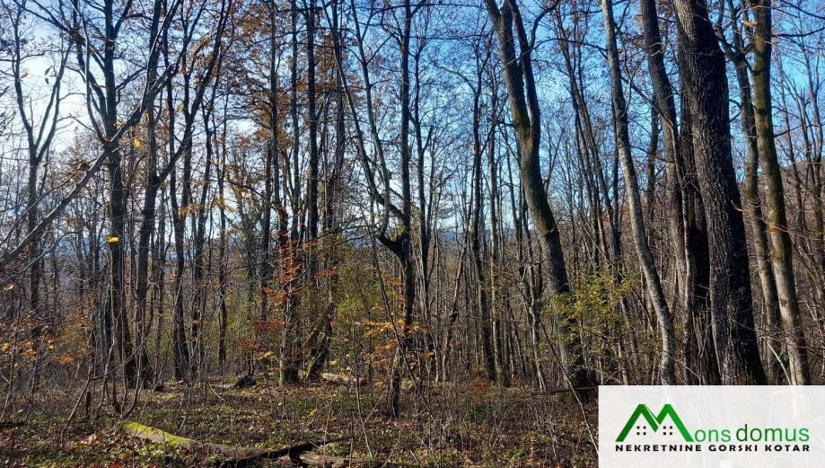ulaganje u budućnost.. 144.635 m2 šume! - slika 6