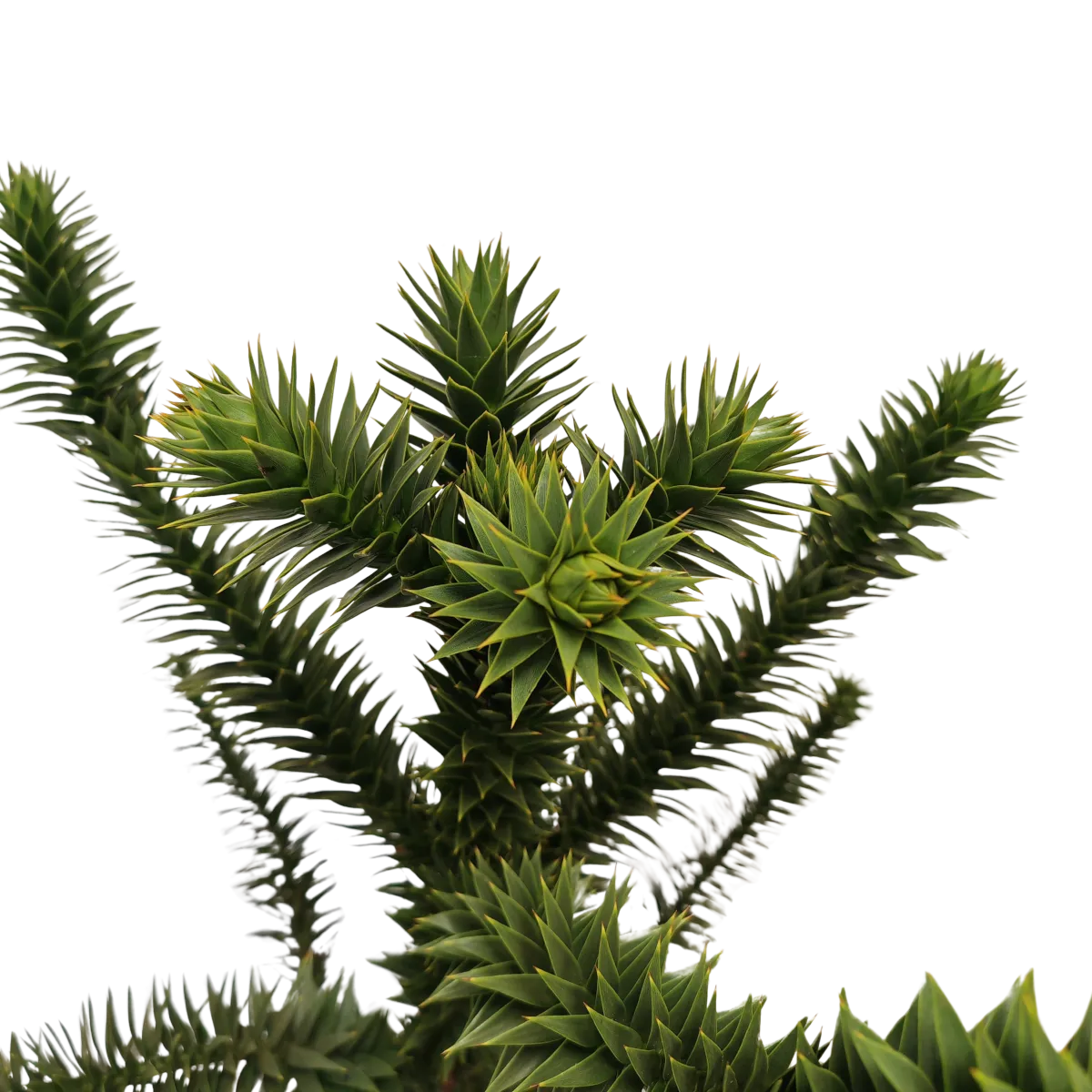 araucaria araucana - slika 3
