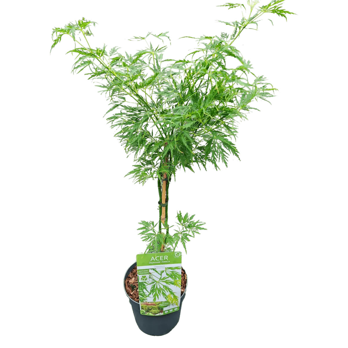 acer palmatum “dissectum” - slika 4