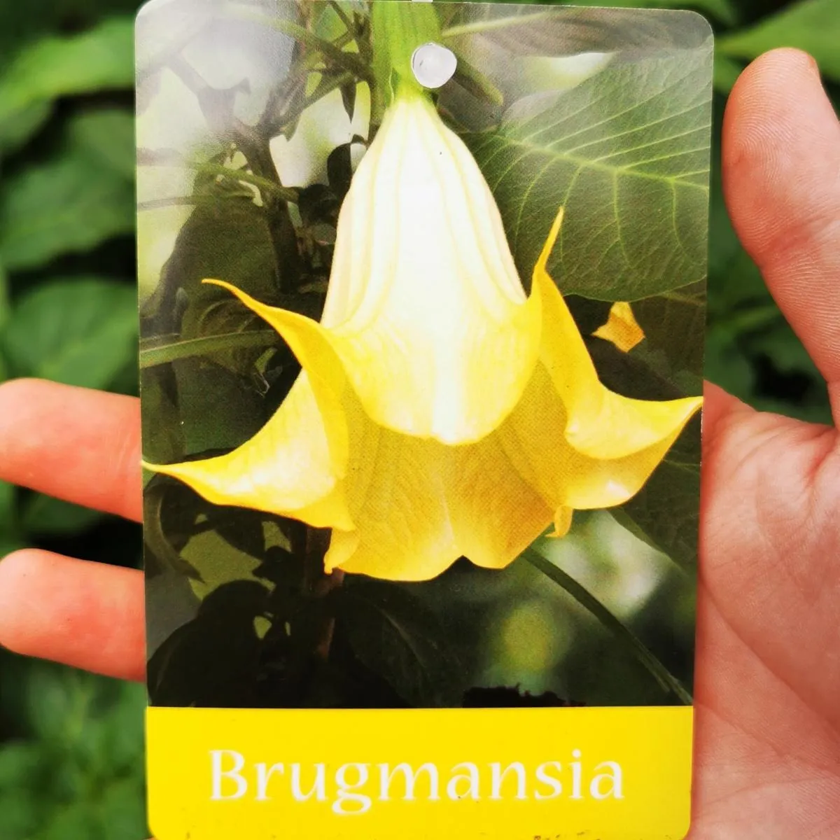 brugmansia/anđeoska truba - slika 3