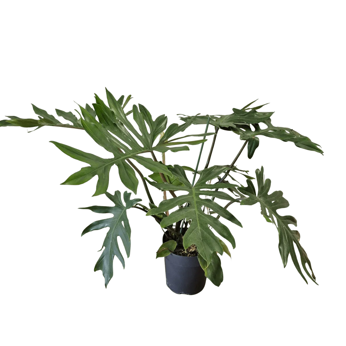 philodendron “mayoi” - slika 2