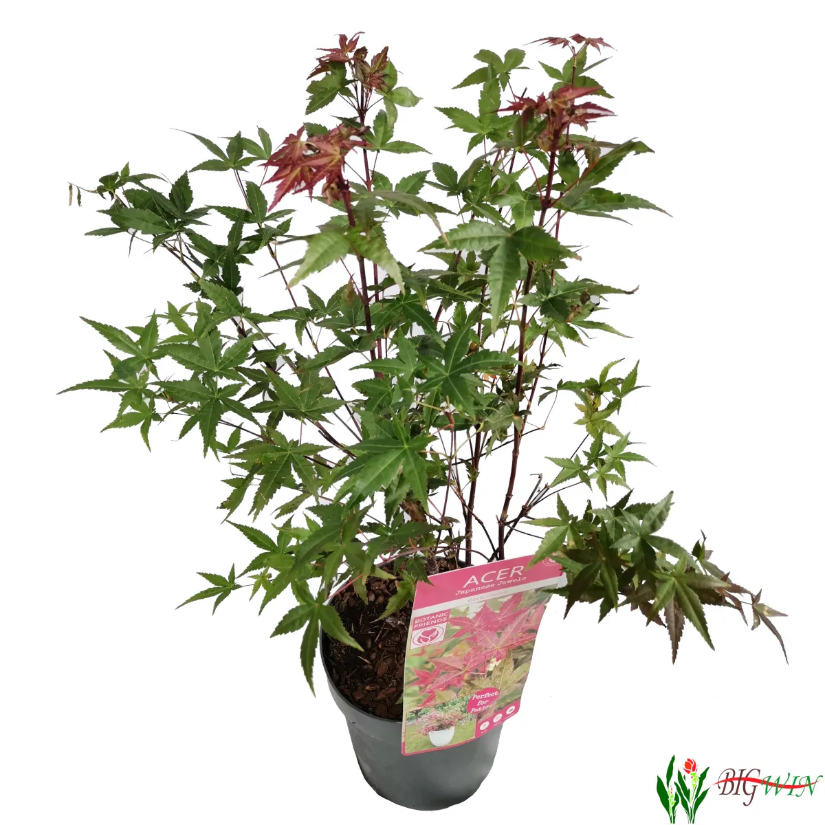 acer palmatum “beni maiko” - slika 2