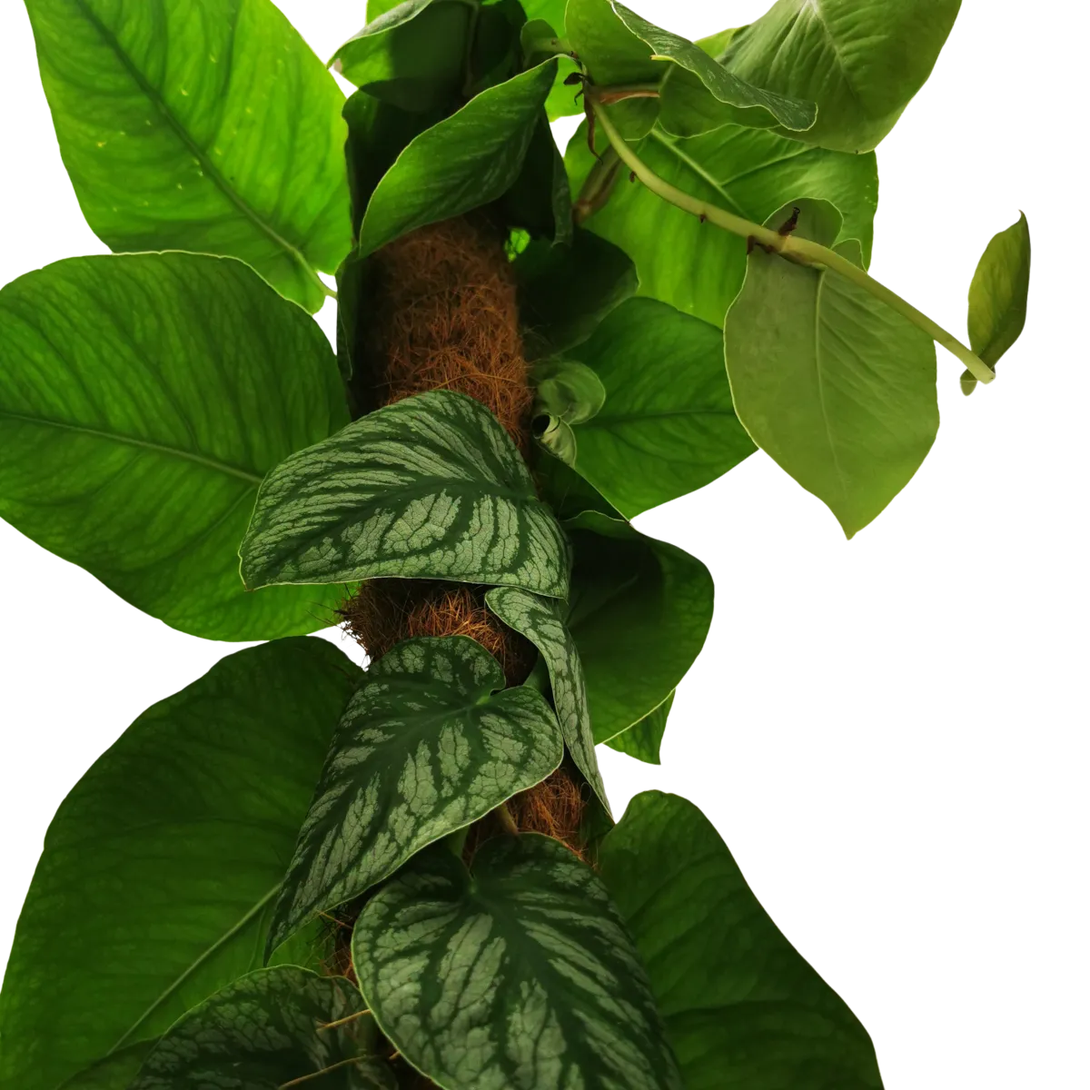 monstera “dubia” - slika 4