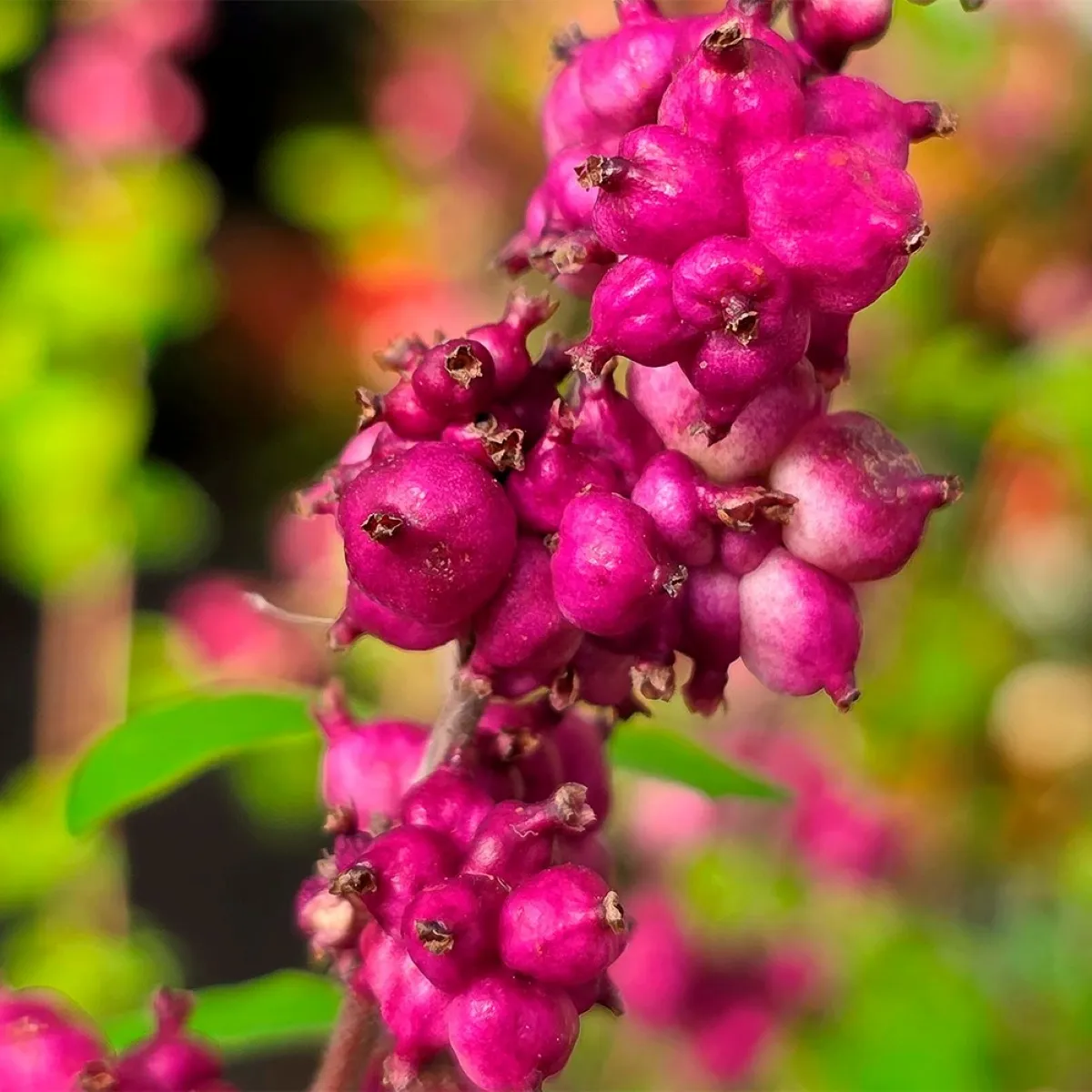 symphoricarpos d. “little berry” - slika 2