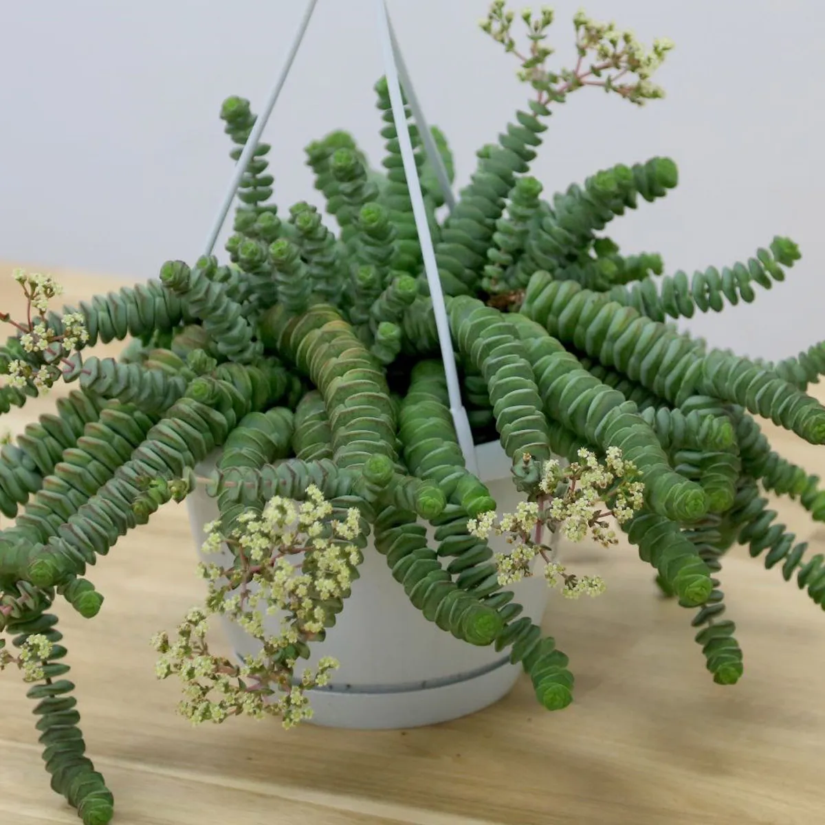 crassula marnieriana “hottentot” - slika 2