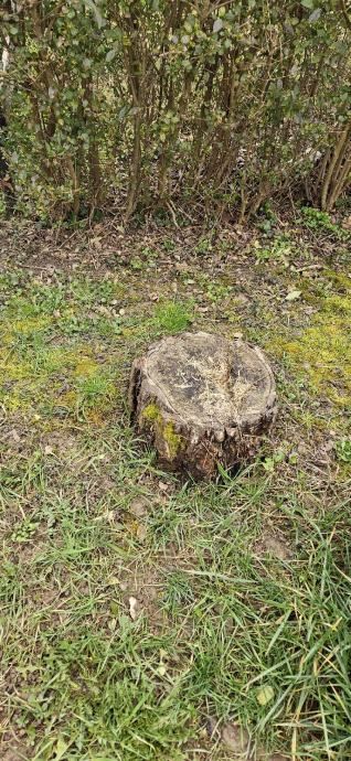 uklanjanje panjeva, usitnjavanja-drobljenja granja i drveća - slika 4