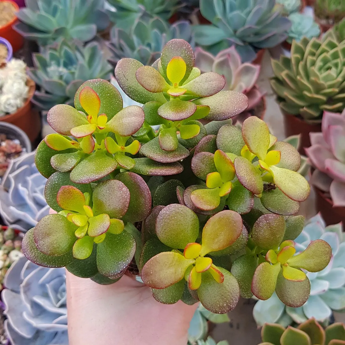 crassula ovata/drvo novca - slika 4