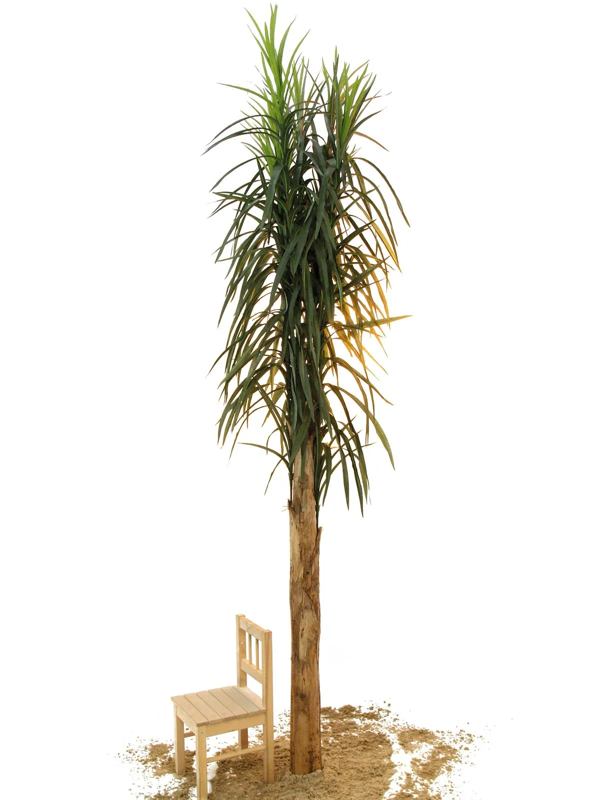 EUROPALMS Date palm, 270cm - Križevci