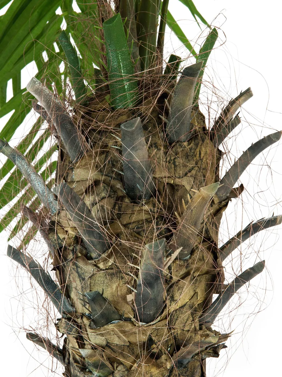 europalms phoenix palm tree luxor, 150cm - slika 3