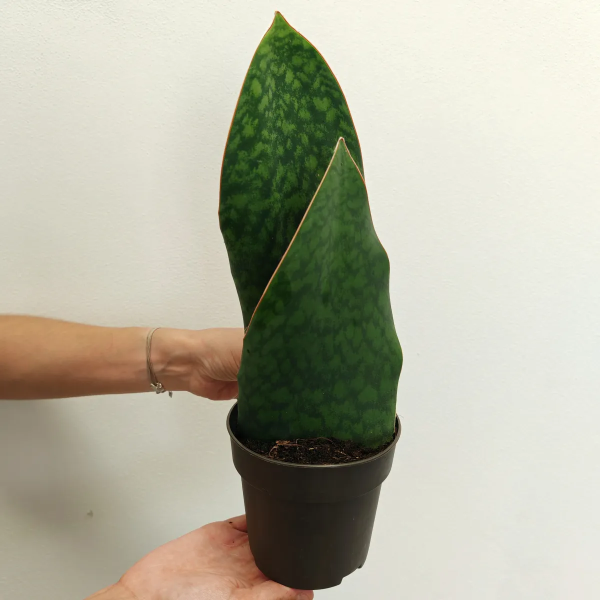 sansevieria masoniana - slika 3