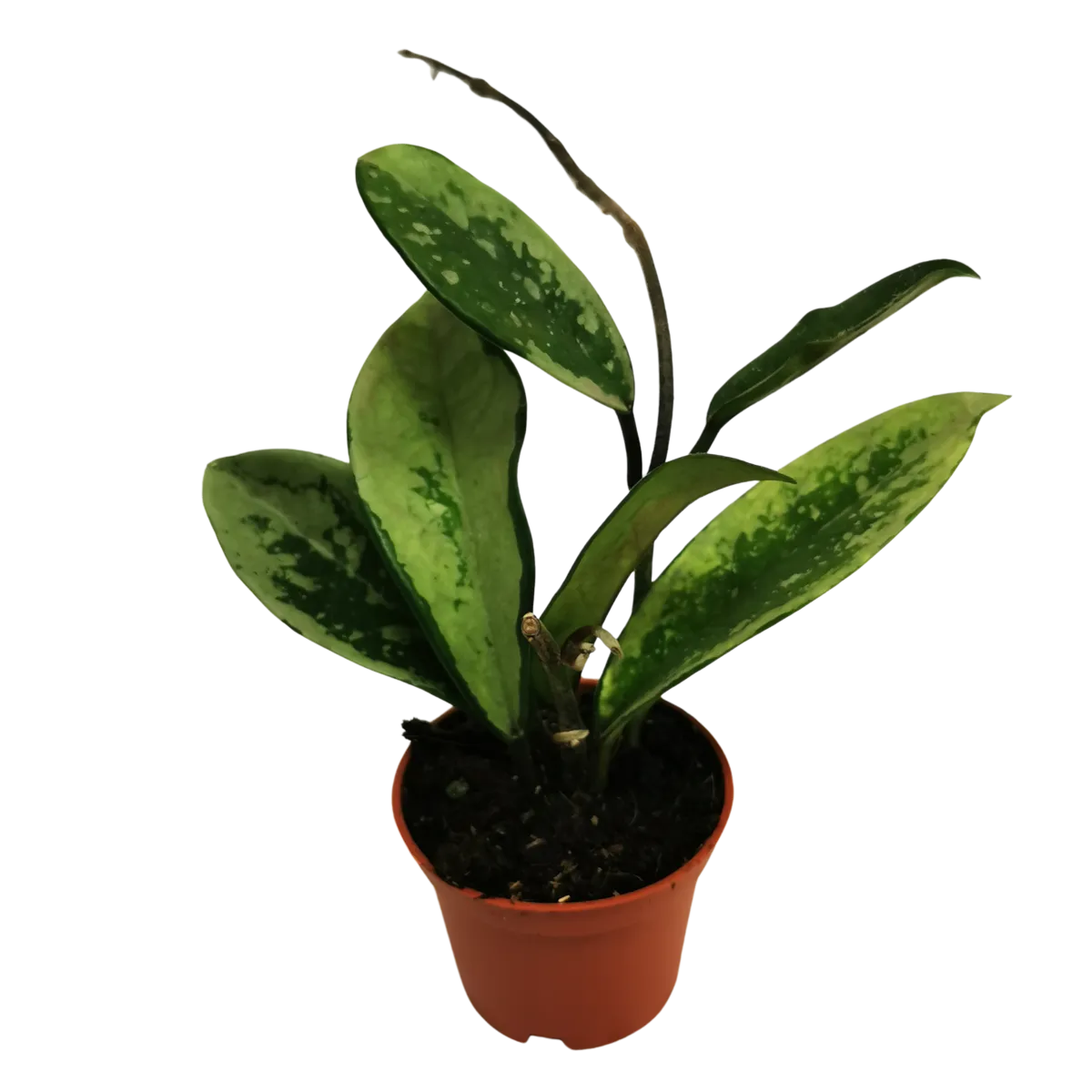 hoya special - slika 3