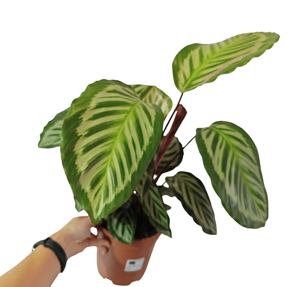 calathea “peacock” - slika 3