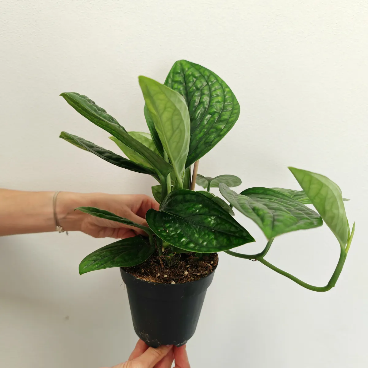 epipremnum pinn “marble planet” - slika 2