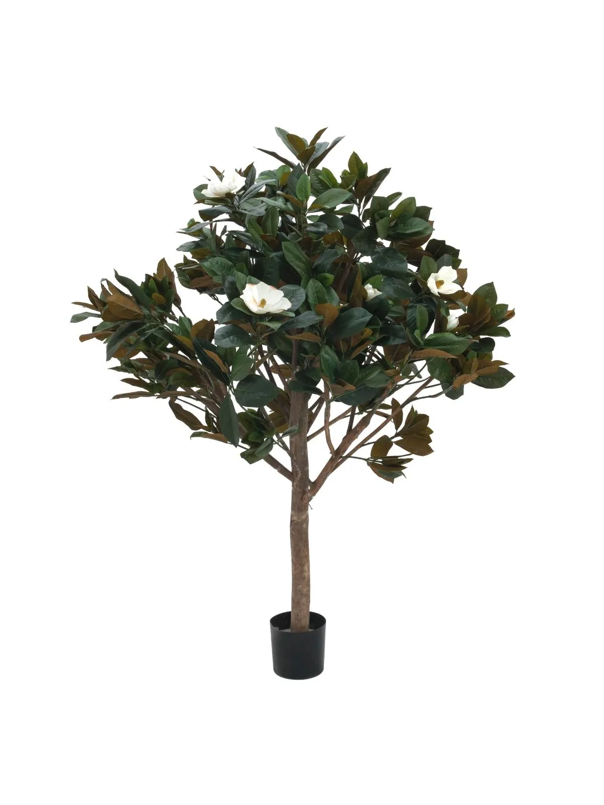 EUROPALMS Magnolia tree, 150cm - Križevci