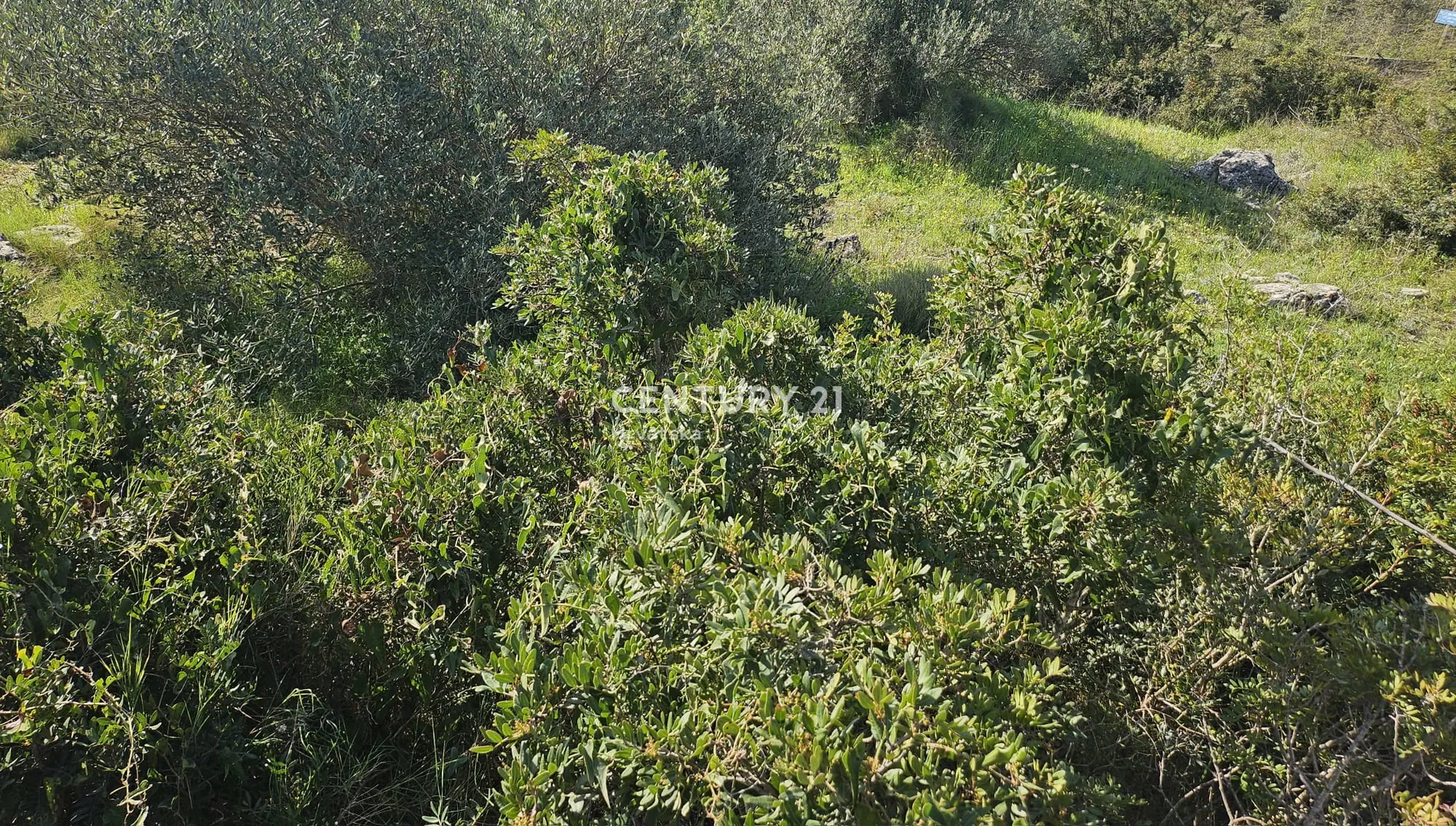 građevinsko zemljište – vinišće, 1570 m², 130 m od mora! - slika 3