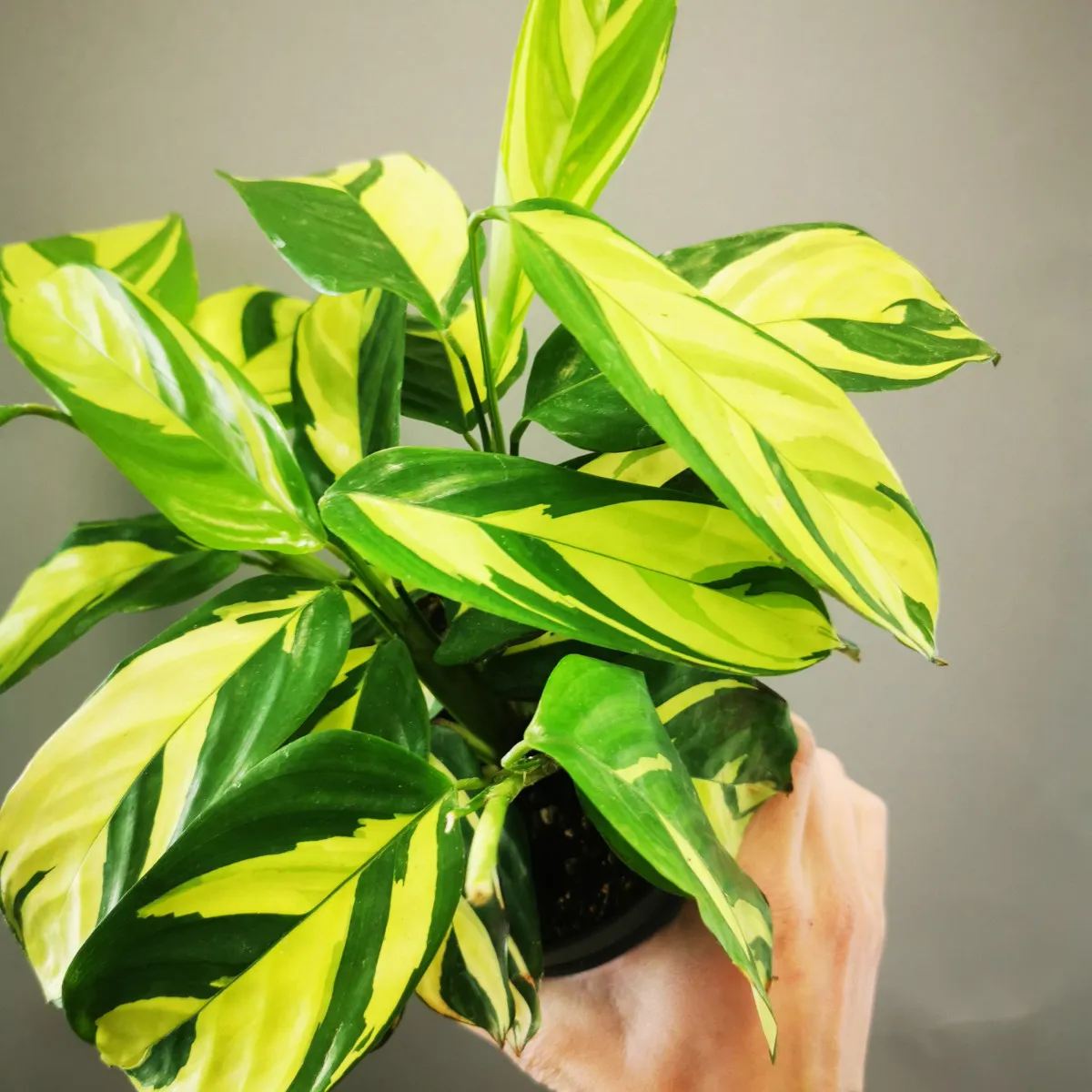 ctenanthe “golden mosaic” - slika 3