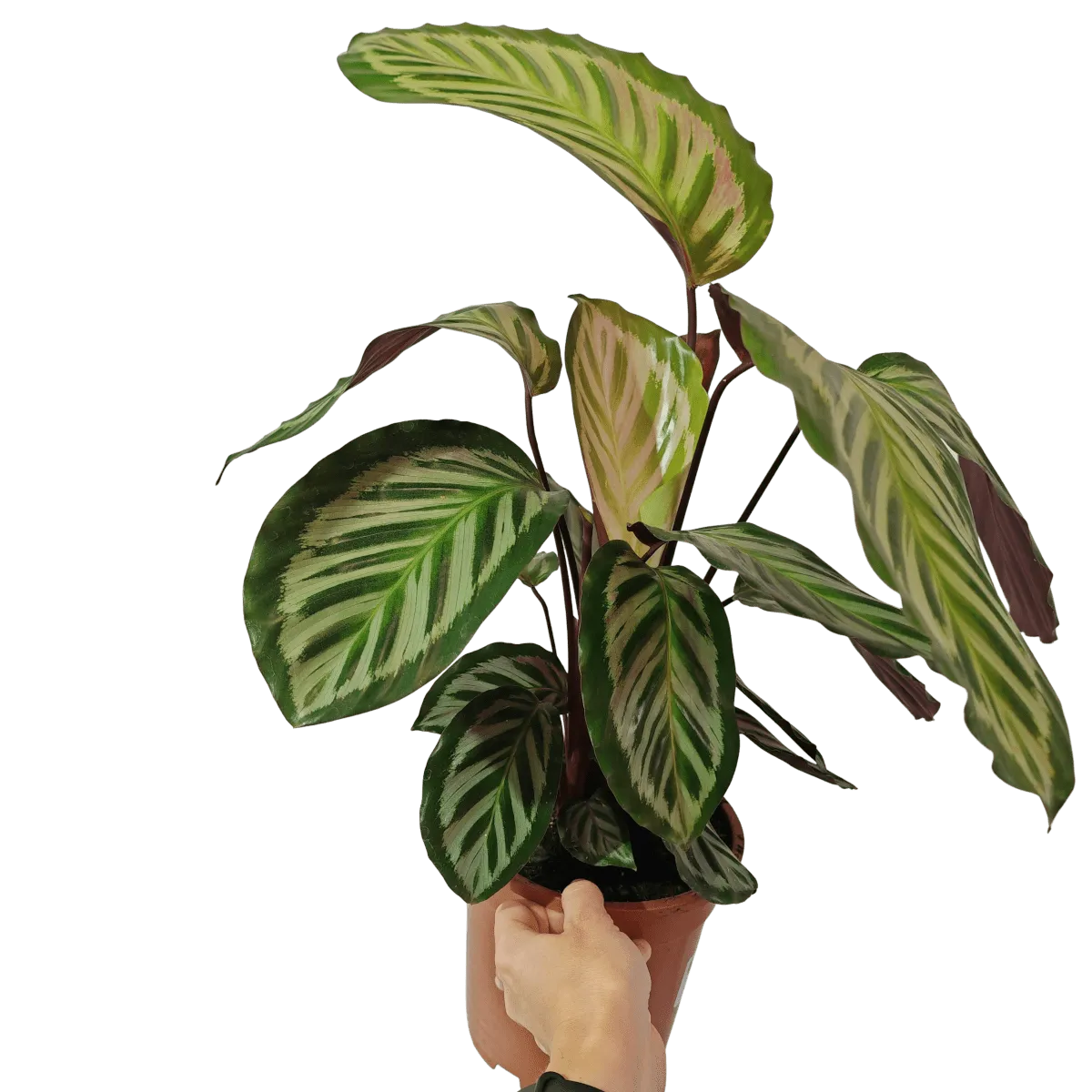 calathea “peacock” - slika 4