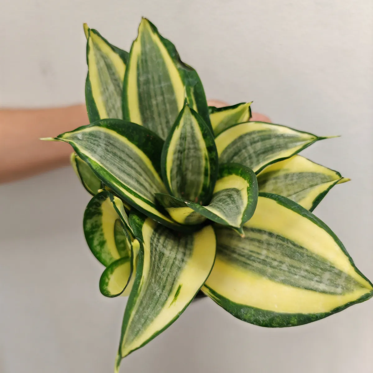 sansevieria “hahnii jade” multicolor - slika 5