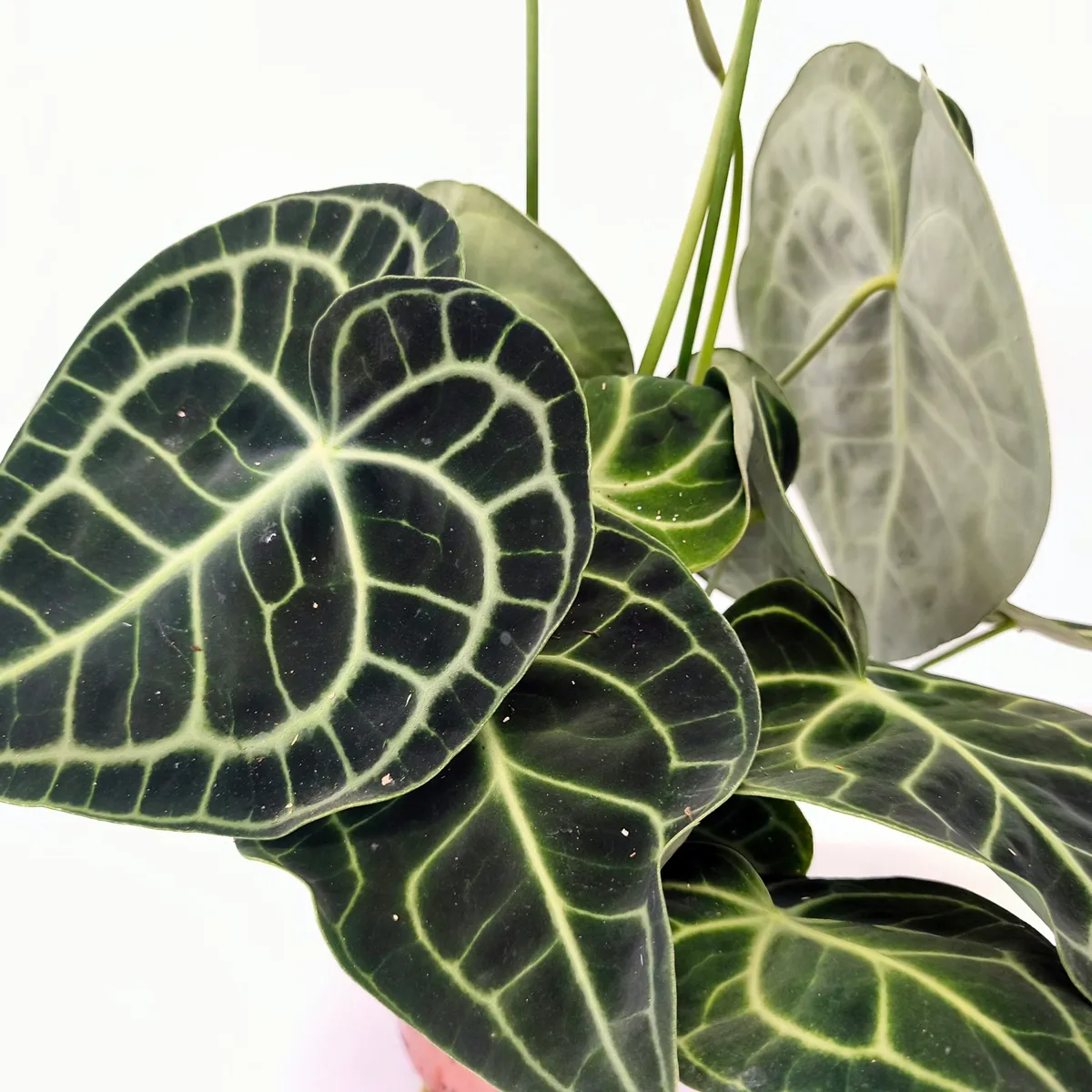 anthurium “clarinervium green” - slika 2