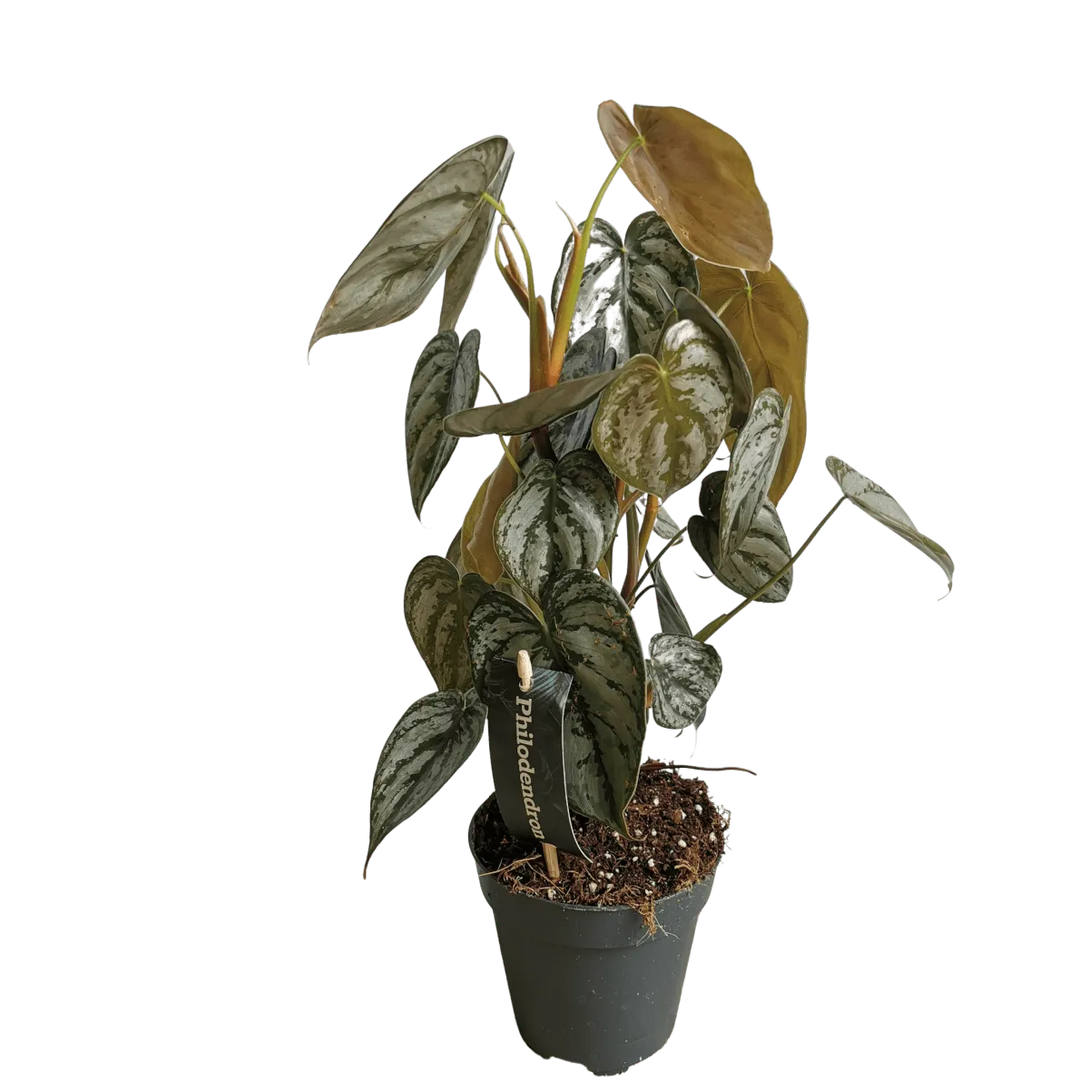 philodendron “brandtianum” - slika 3