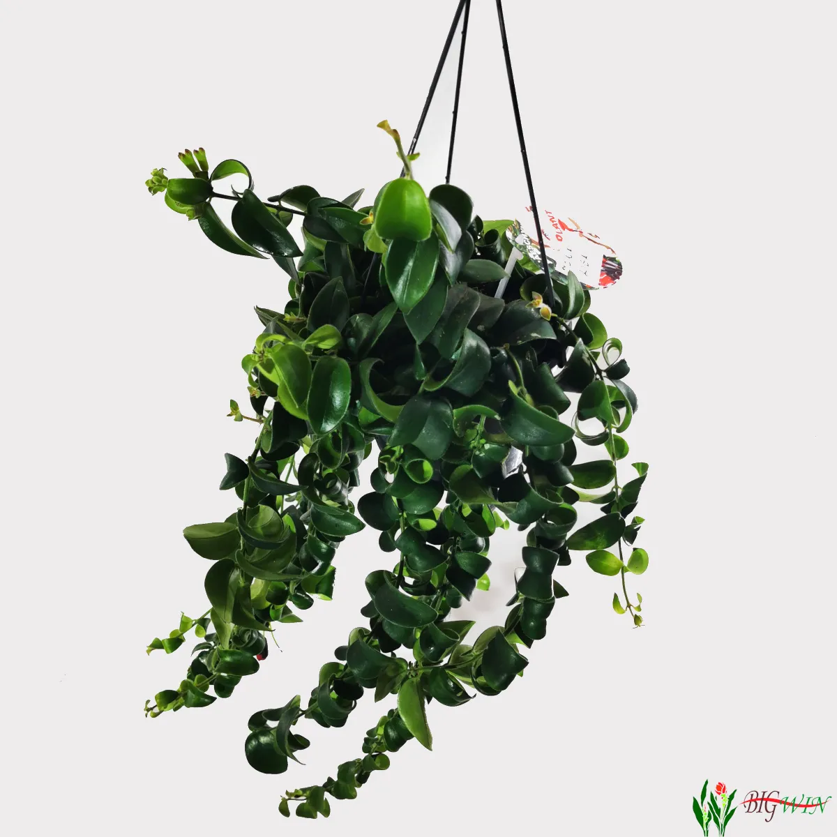aeschynanthus - slika 7