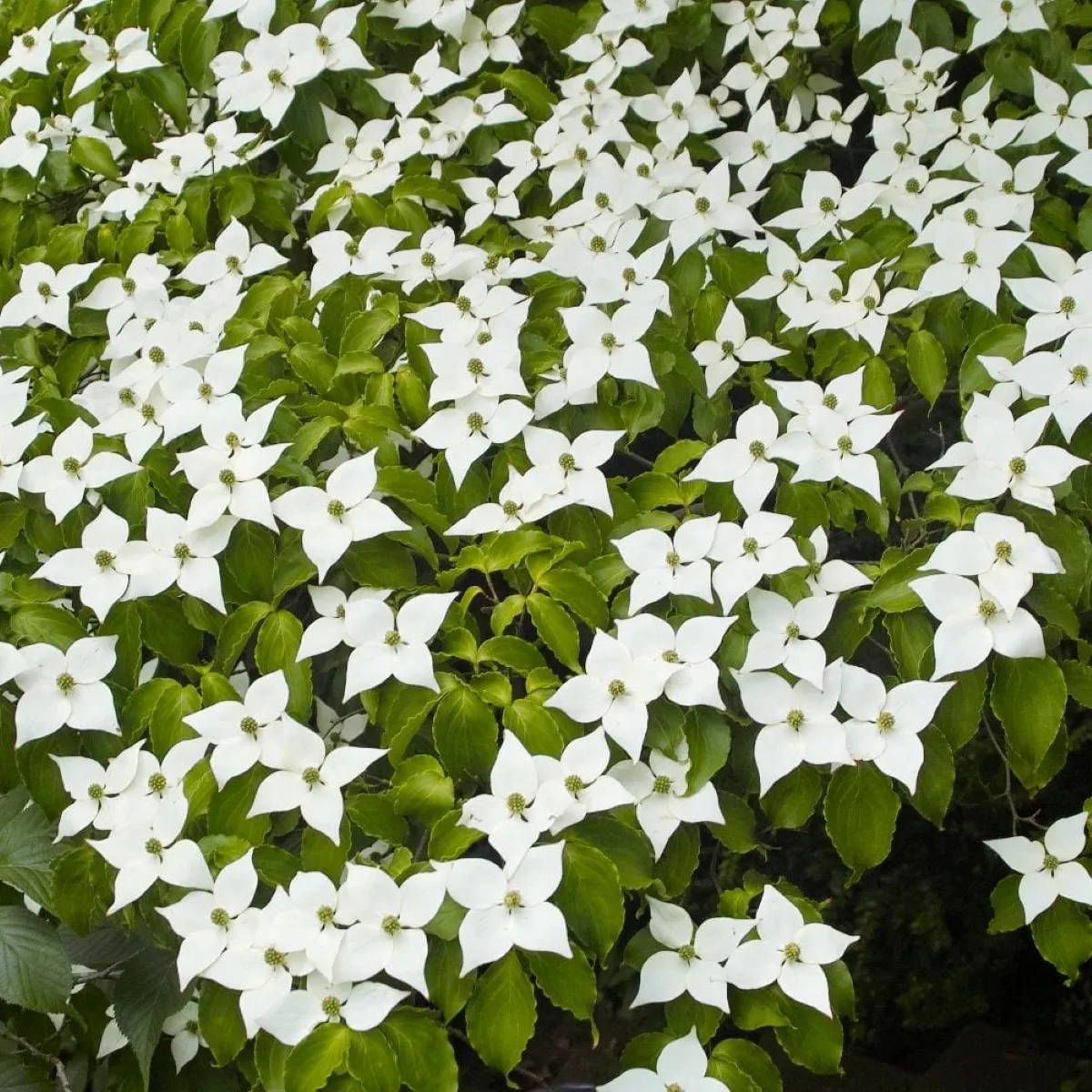 Cornus Kousa Chinensis - Nurkovac, Brestovac