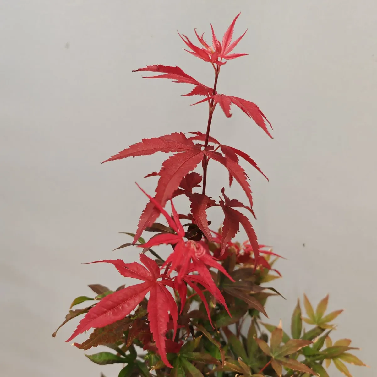 acer pal. “twombly’s red sentinel” - slika 3