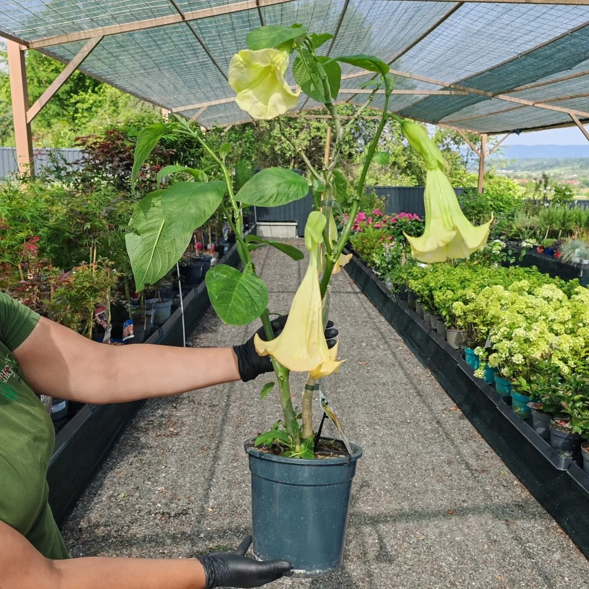brugmansia/anđeoska truba - slika 7
