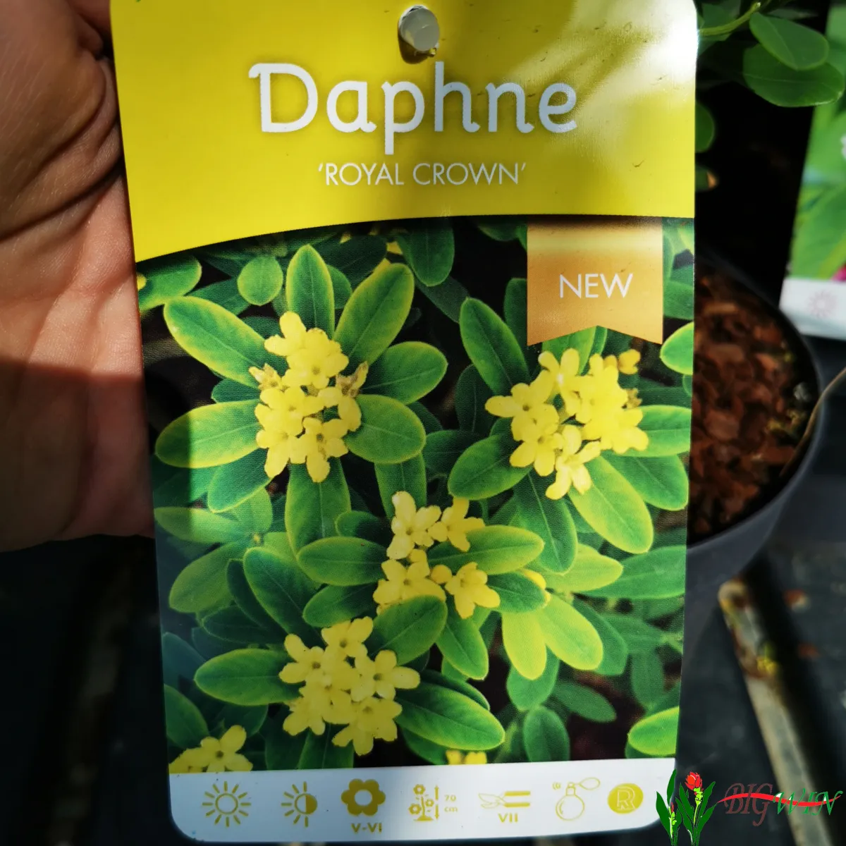 daphne odora - slika 5