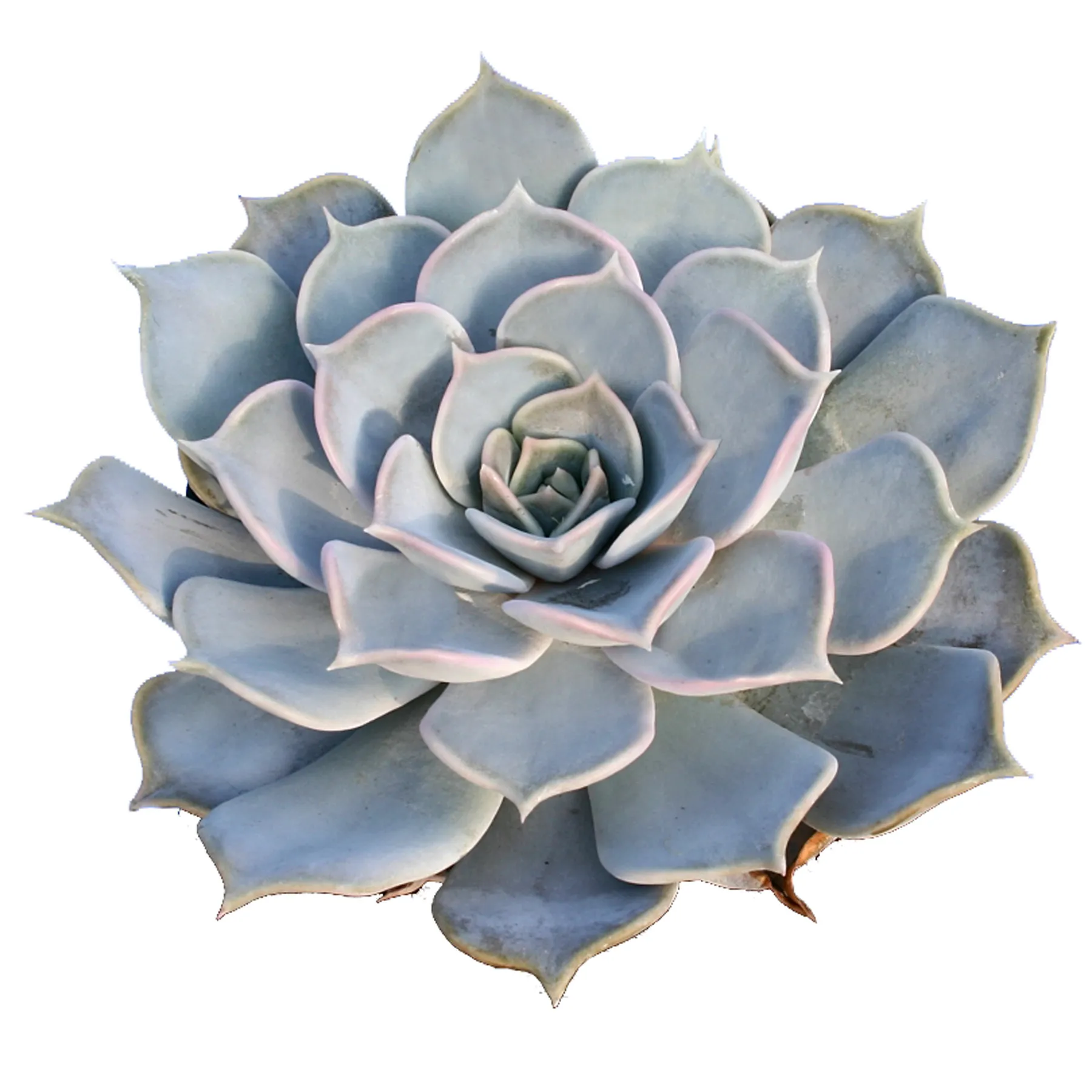 echeveria - sobno cvijeće - slika 4