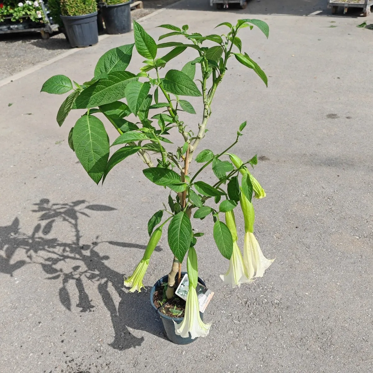 brugmansia/anđeoska truba - slika 4