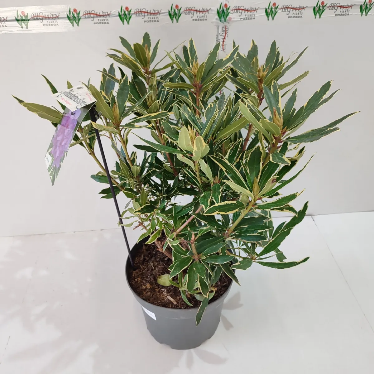 rhododendron pont. “variegatum” - slika 3
