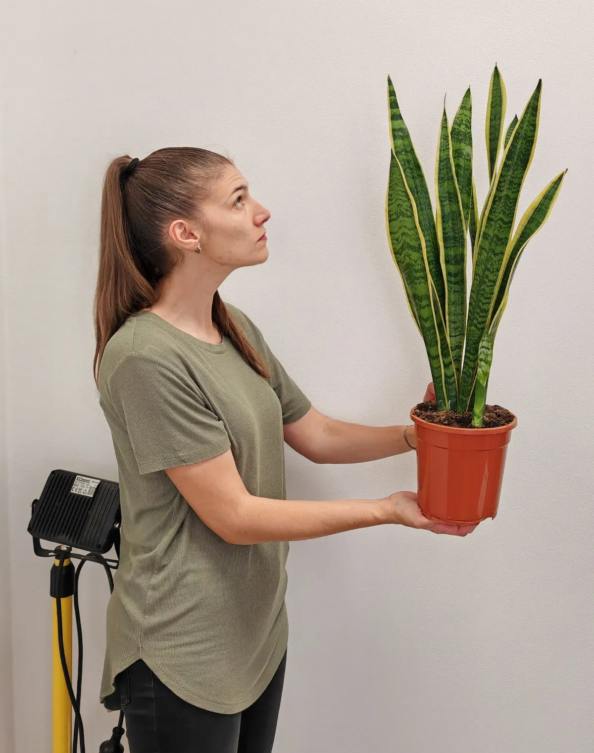 sansevieria trif. “laurentii” - slika 4