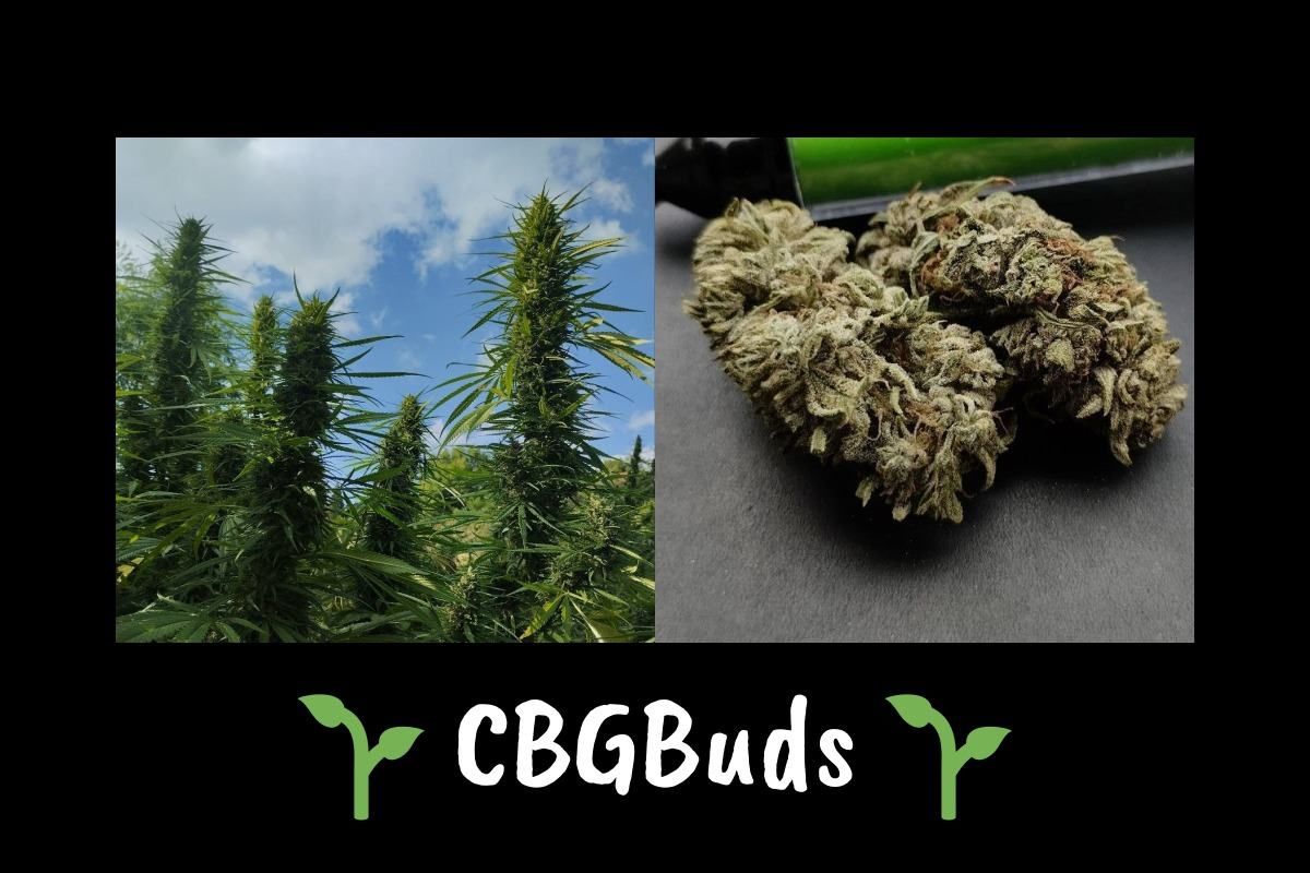 *cbg-cbd cvijet konoplje* - slika 2