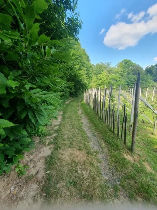vinograd: kraljev vrh, 600m2, za postavu klijeti, uzgoj ili pčelarstvo - slika 3