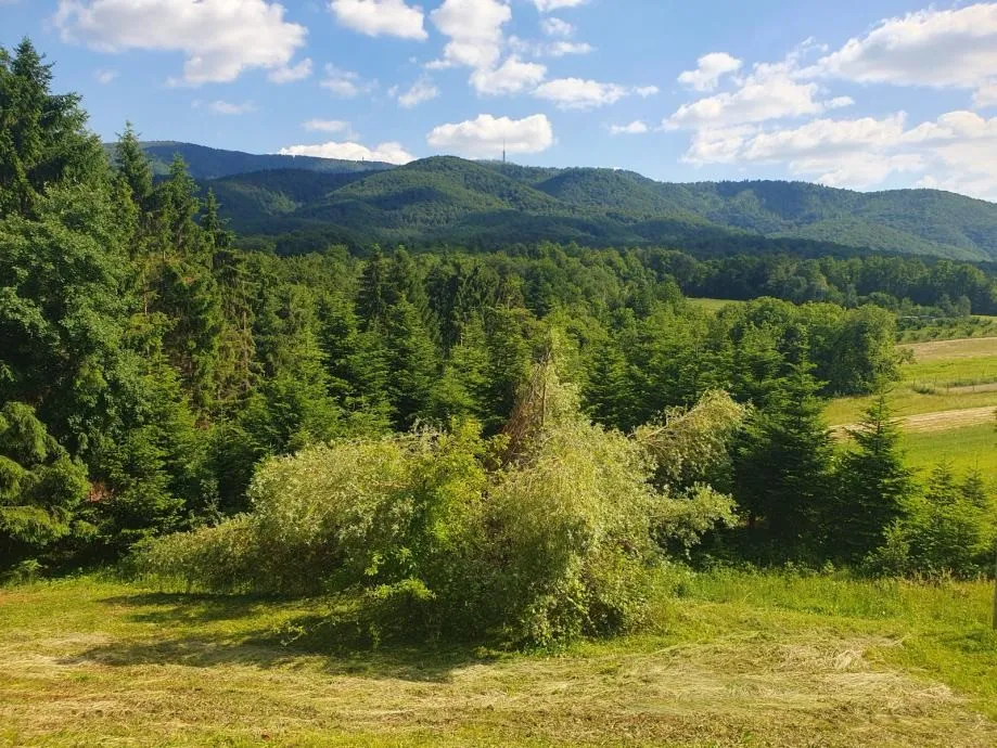 vinograd: kraljev vrh, 600m2, za postavu klijeti, uzgoj ili pčelarstvo - slika 7