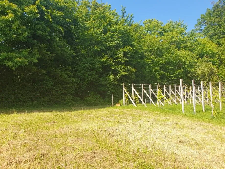 vinograd: kraljev vrh, 600m2, za postavu klijeti, uzgoj ili pčelarstvo - slika 8