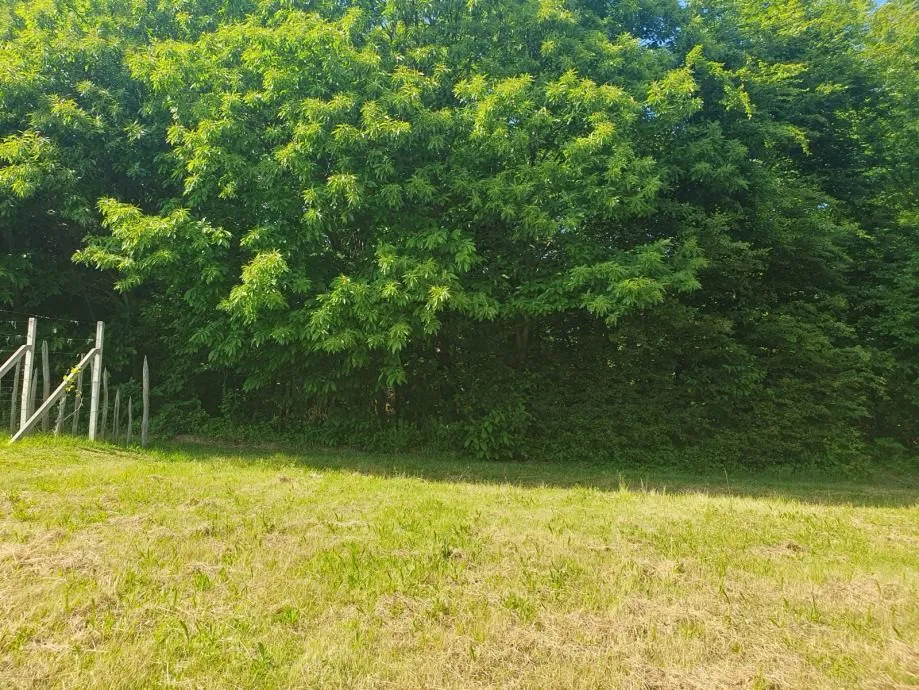 vinograd: kraljev vrh, 600m2, za postavu klijeti, uzgoj ili pčelarstvo - slika 9