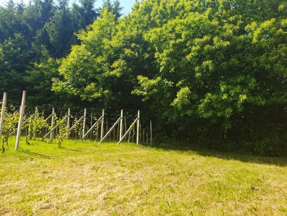 vinograd: kraljev vrh, 600m2, za postavu klijeti, uzgoj ili pčelarstvo - slika 10